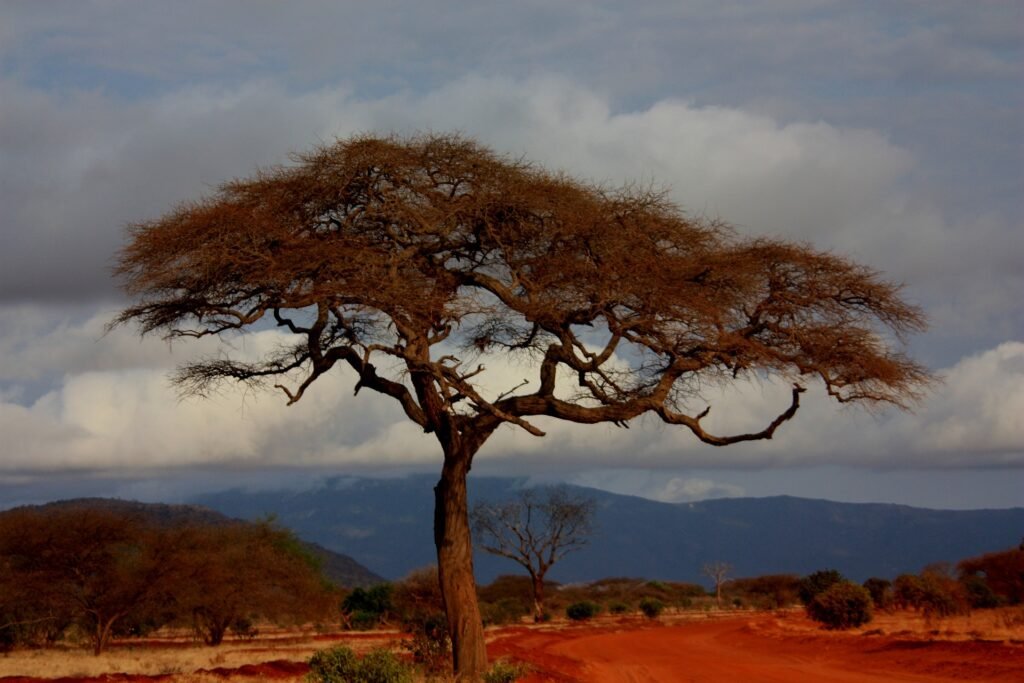 Comment Bien Réaliser Son Premier Safari Photo au Kenya